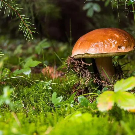 Malinovy Sen Bed & Breakfast Habovka