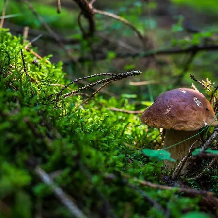 Bed & Breakfast Malinovy Sen Habovka