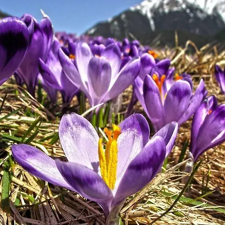 Malinovy Sen Bed & Breakfast 3*