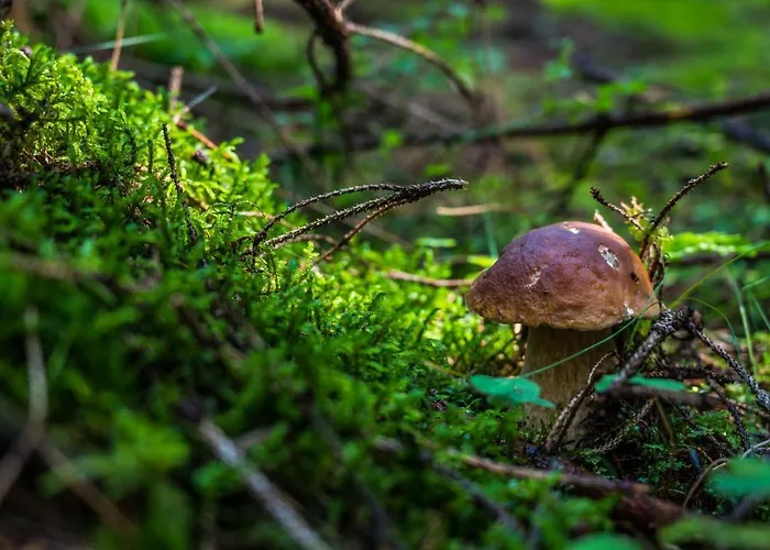 Bed & Breakfast Malinovy Sen Habovka